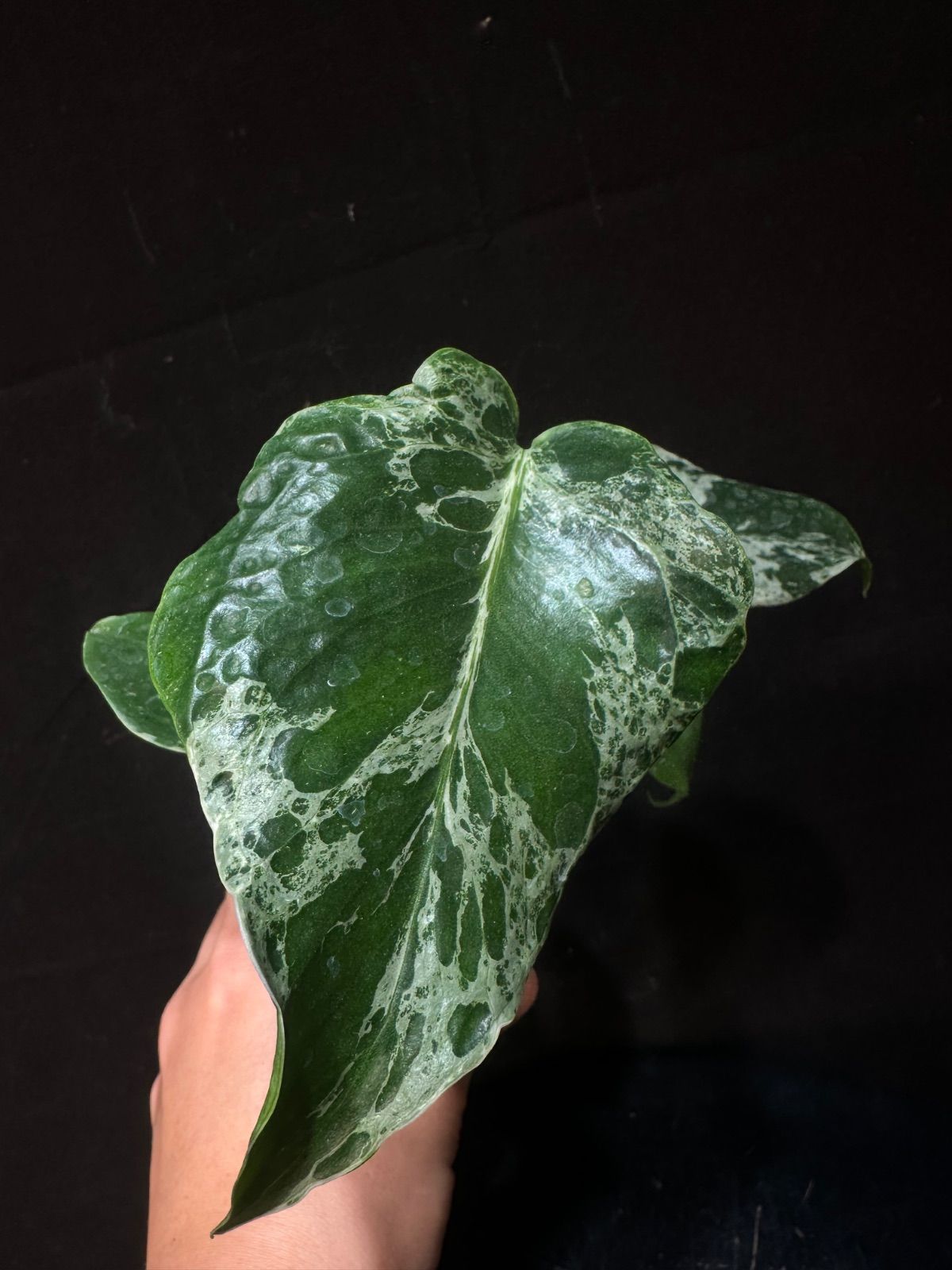 モンステラデリシオーサバルバソウルMonstera Bulbasaur - メルカリ