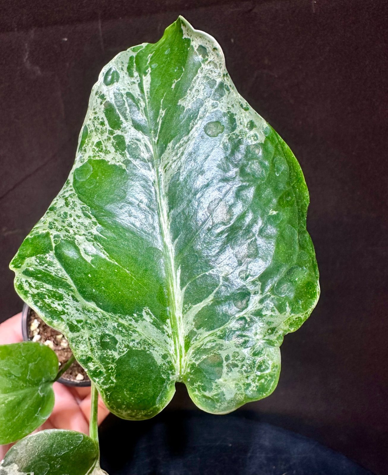 モンステラデリシオーサバルバソウルMonstera Bulbasaur - メルカリ