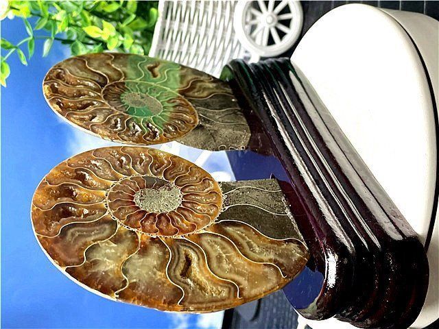 ☆貴重－アンモナイト縫合線オパール化石標本B88U3/167U90C - メルカリ