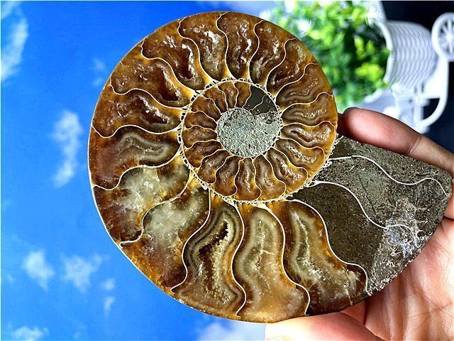 ☆貴重－アンモナイト縫合線オパール化石標本B88U3/167U90C - メルカリ