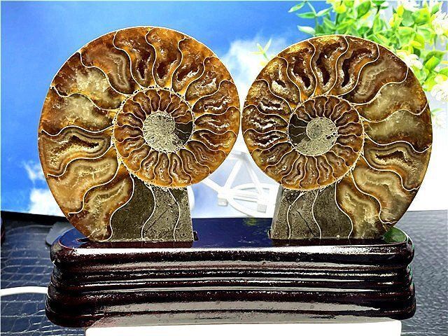 ☆貴重－アンモナイト縫合線オパール化石標本B88U3/167U90C - メルカリ