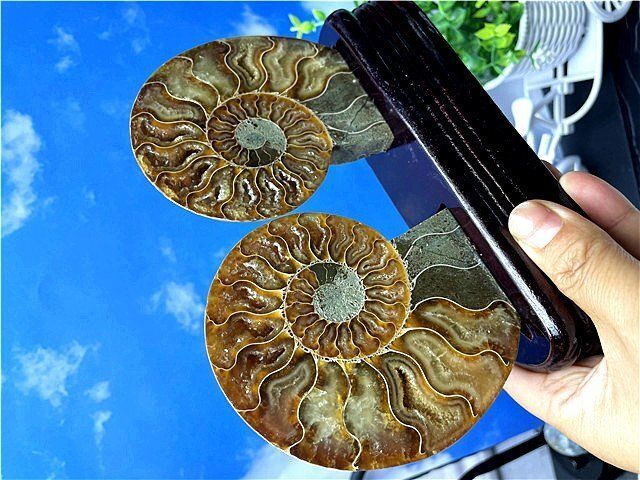 ☆貴重－アンモナイト縫合線オパール化石標本B88U3/167U90C - メルカリ