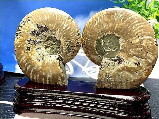 ☆貴重－アンモナイト縫合線オパール化石標本B88U3/167U90C - メルカリ