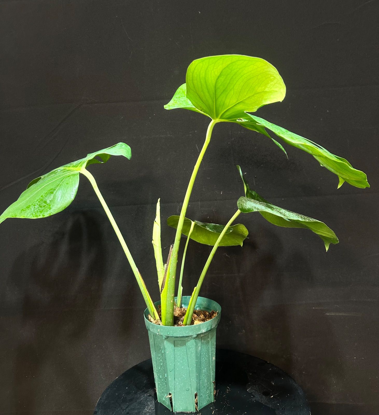 発根済み】モンステラ デリシオーサ - メルカリ