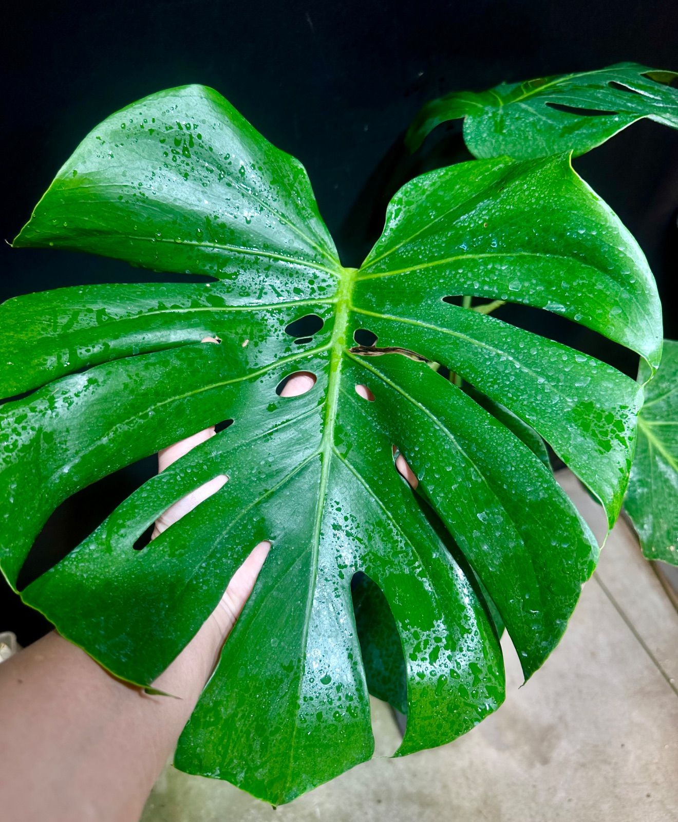 発根済み】モンステラ デリシオーサ - メルカリ