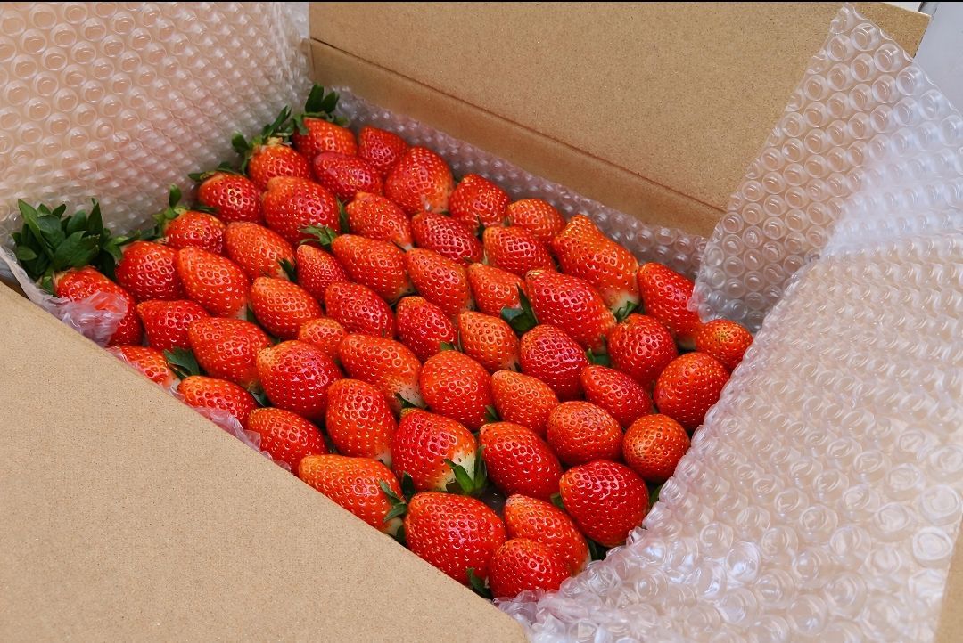 【即日発送・送料無料】宮崎県産 いちご やよいひめ 1kg｜朝採れ 訳あり 家庭用 クール便（冷蔵）