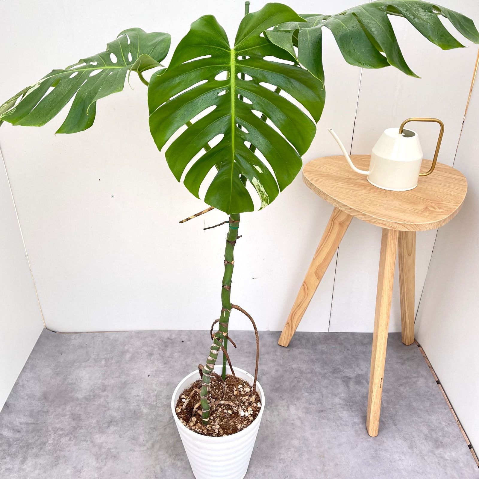 モンステラ ボルシギアナ 斑入り ホワイトタイガー 5【現品】☆希少