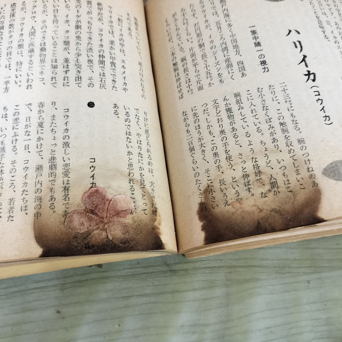 日本産魚類大図鑑　檜山義夫　安田富士郎　著　昭和46年初版 日本産魚類大図鑑 檜山義夫 安田富士郎 著 昭和46年初版 Amazon | 大型