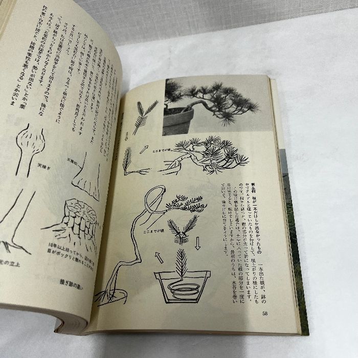 盆栽樹形の作り方 阿部倉吉 盆栽樹形の作り方 阿部倉吉 【公式通販】