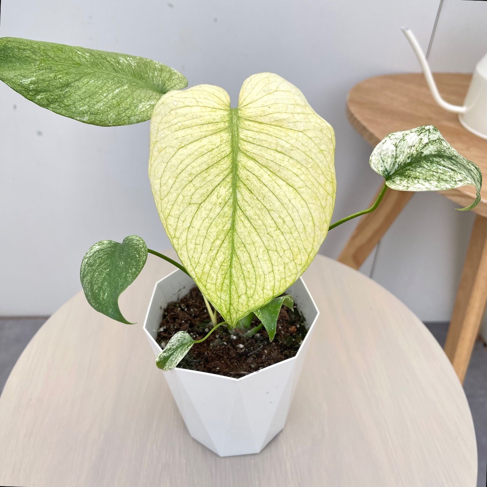 モンステラ デリシオサ ホワイトモンスター 1【現品】☆希少☆ 観葉