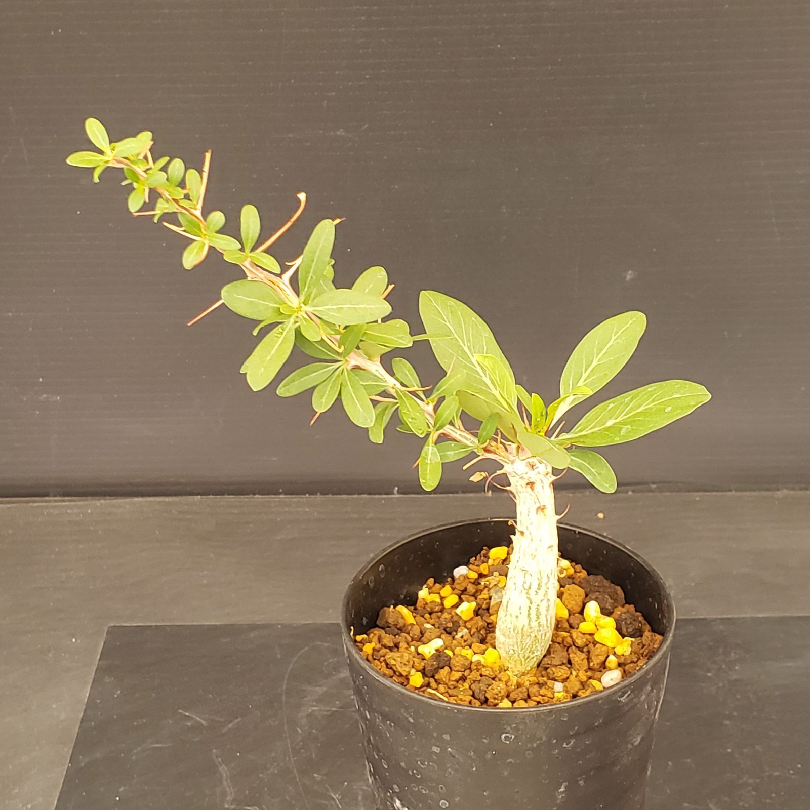 K386【自社養生株】フォークイエリア コルムナリス（実生・発根株