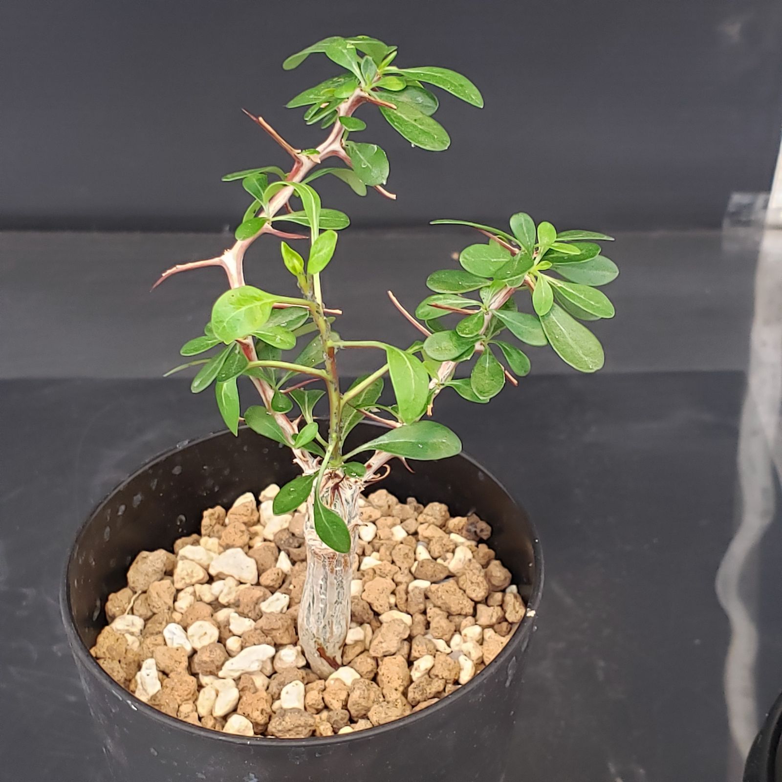 K387【自社養生株】フォークイエリア コルムナリス（実生・発根株