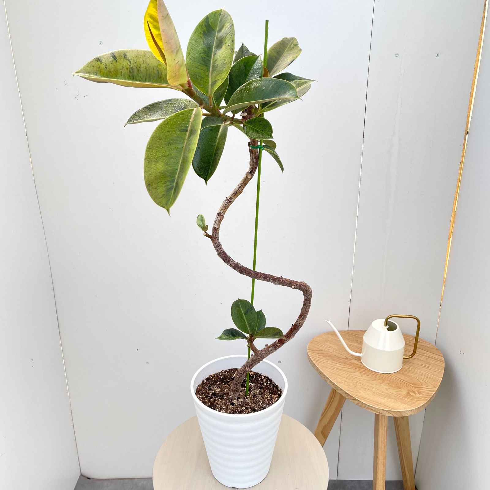 フィカス ジン 12【現品】☆希少☆ 室内 ゴムノキ 7号 - メルカリ