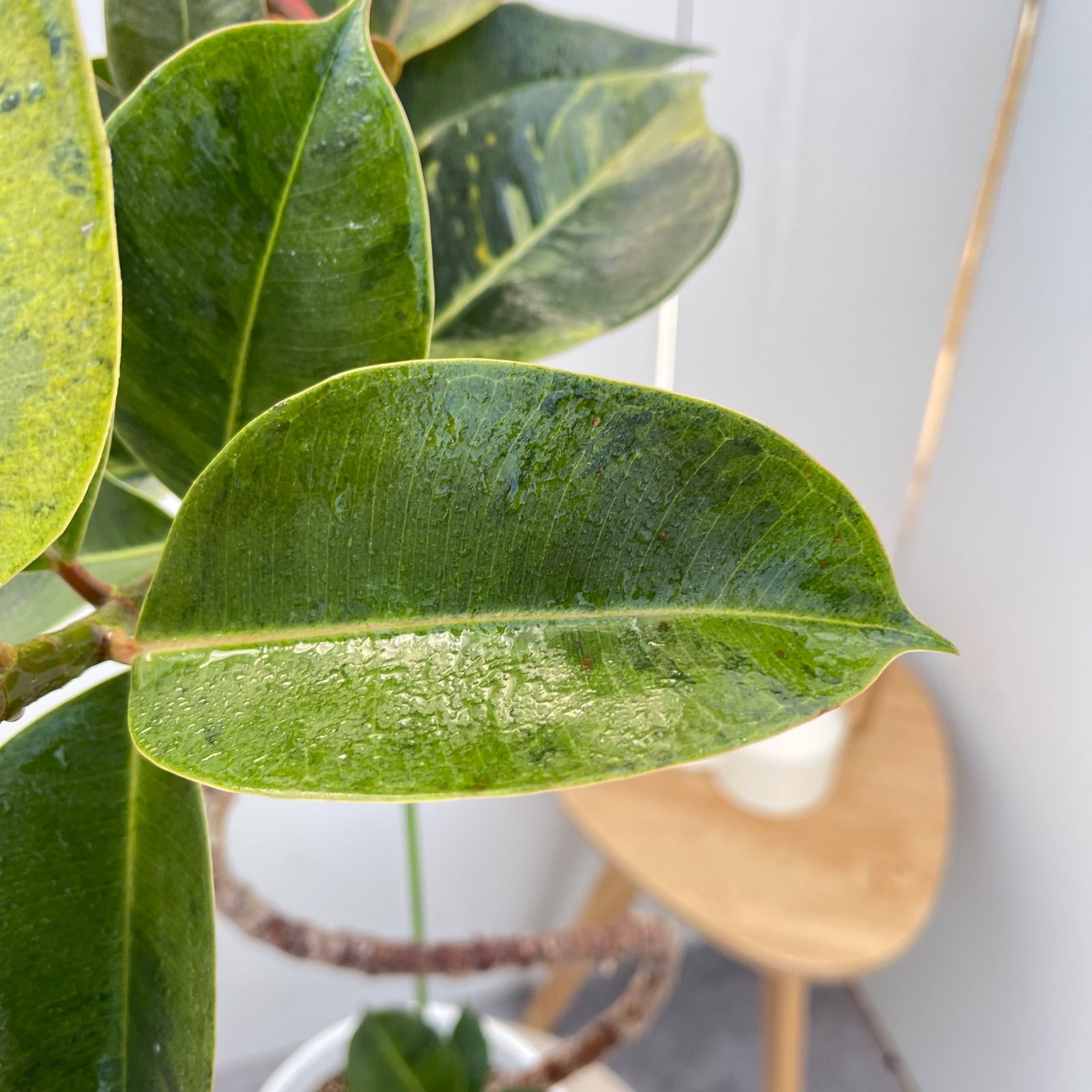 フィカス ジン 12【現品】☆希少☆ 室内 ゴムノキ 7号 - メルカリ