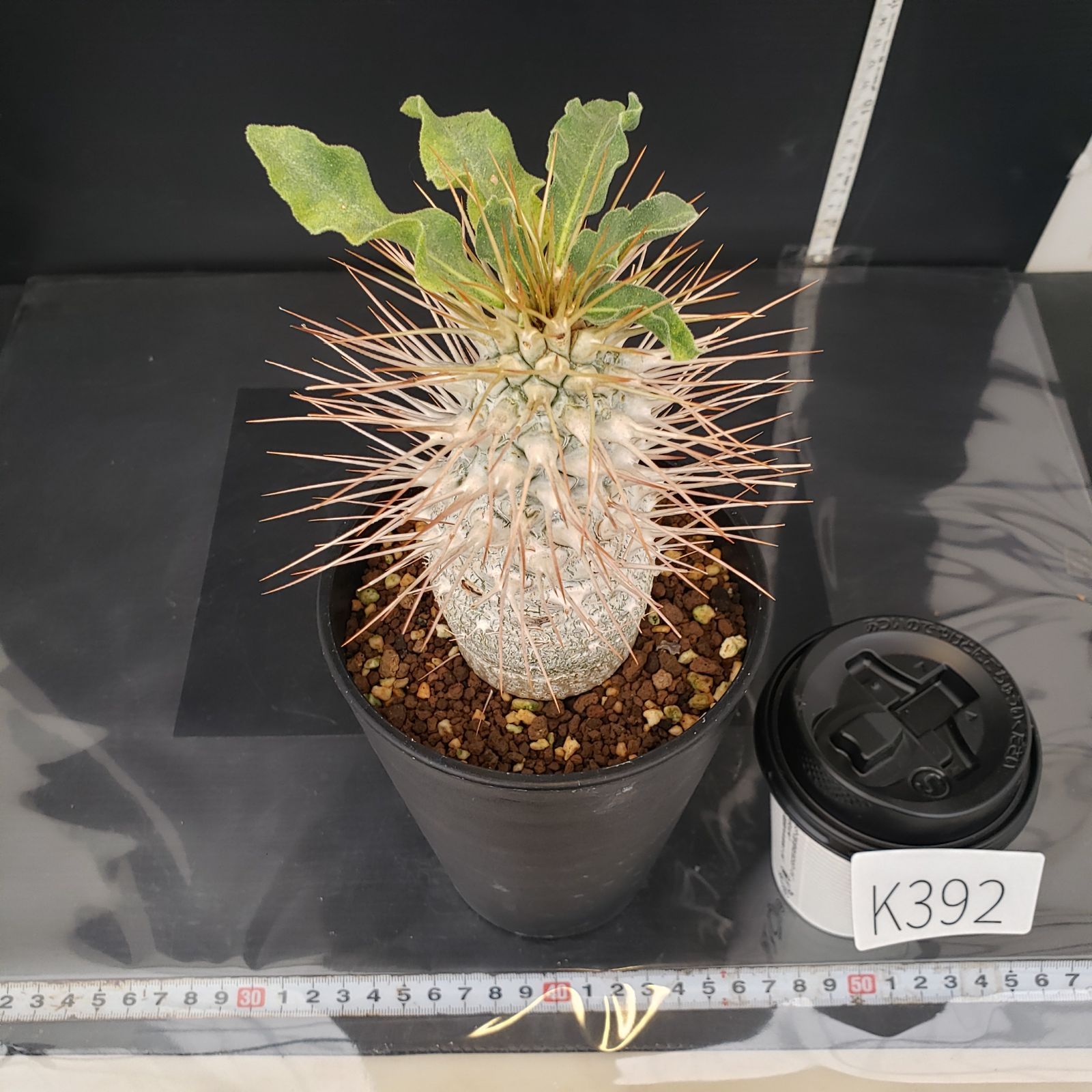 K392【自社養生株】パキポディウム ナマクアナム 光堂（接ぎ木・発根株