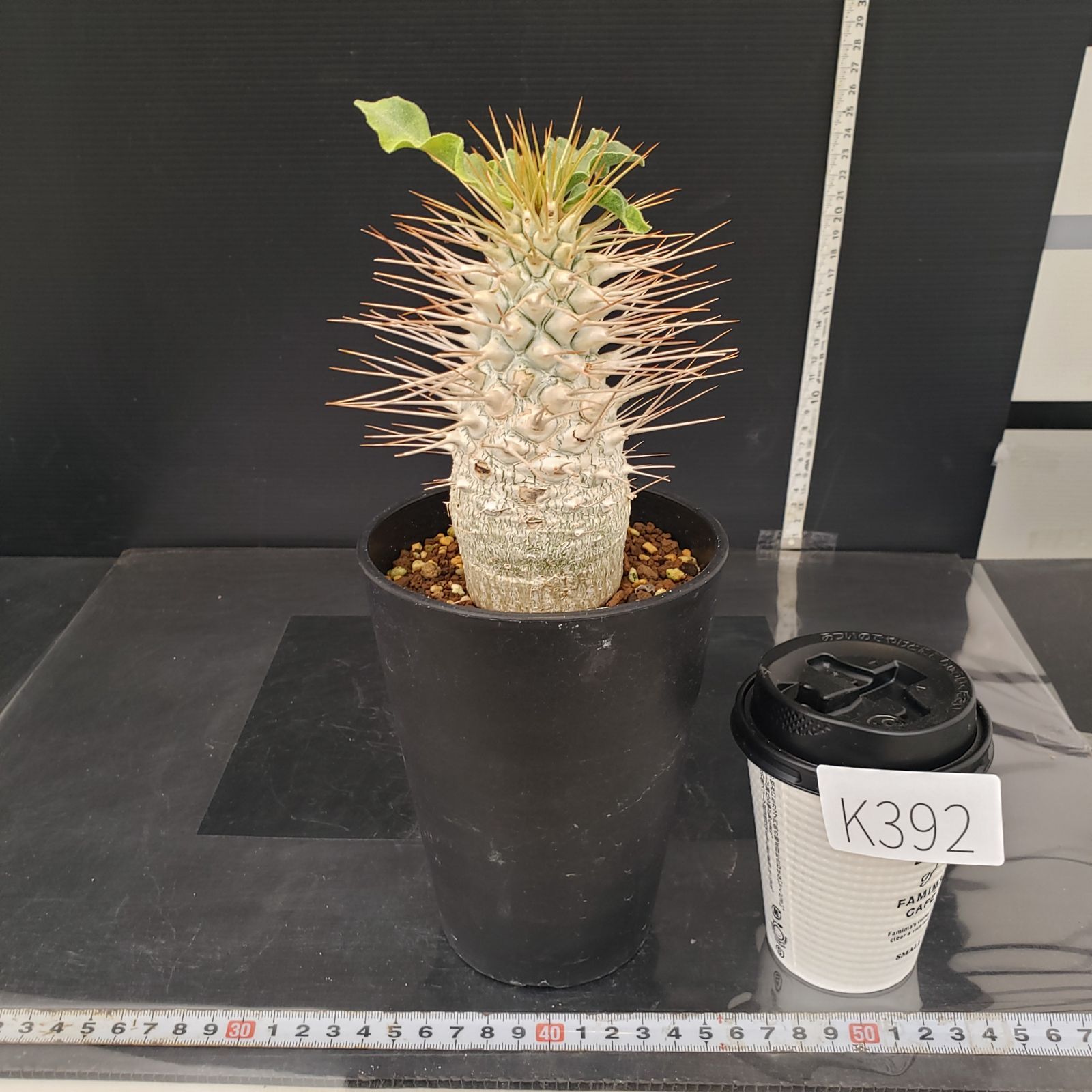 P.ナマクアナム 光堂（接木株）3 – TaiShoDo ONLINE SHOP 6130