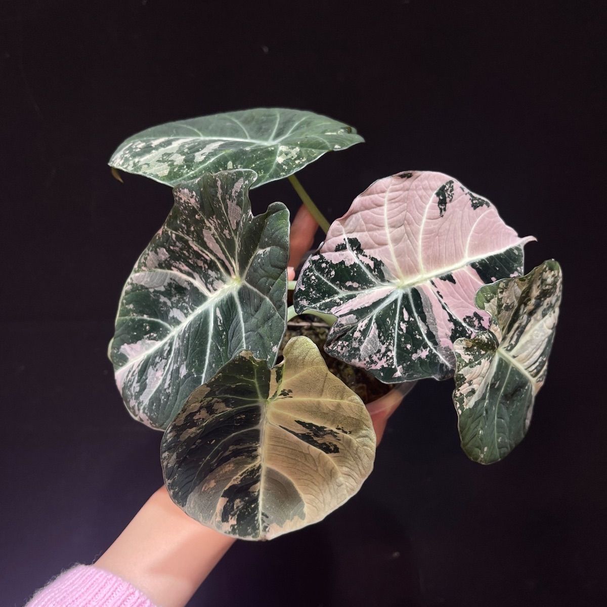 Alocasia Black Velvet Pink Variegatedアロカシア ブラックベルベット