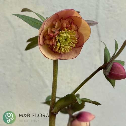 クリスマスローズ サンセットオーケストラ アネモネ咲き・中輪 13.5cm