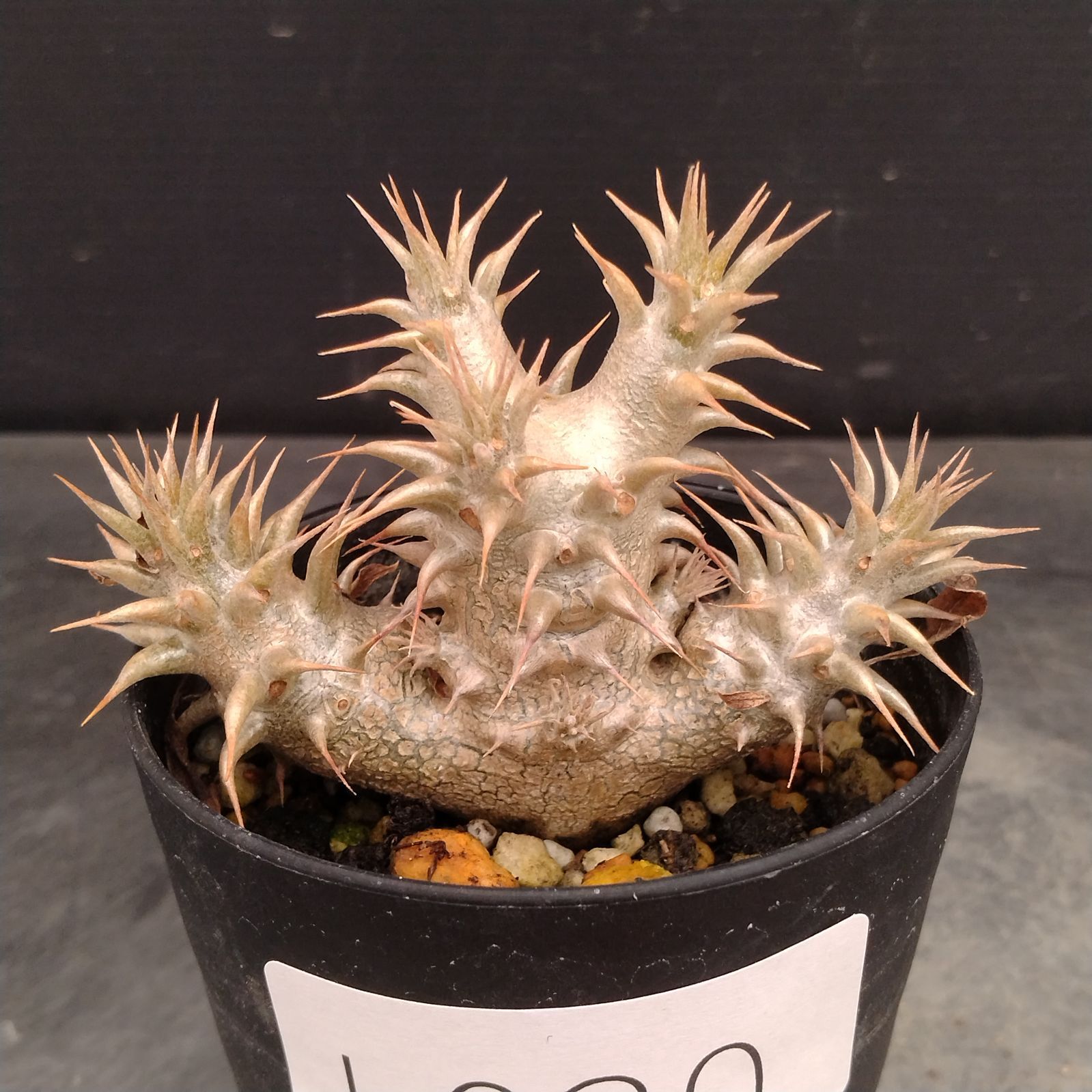 L030【自社養生株】パキポディウム グラキリス×ホロンベンセ（実生