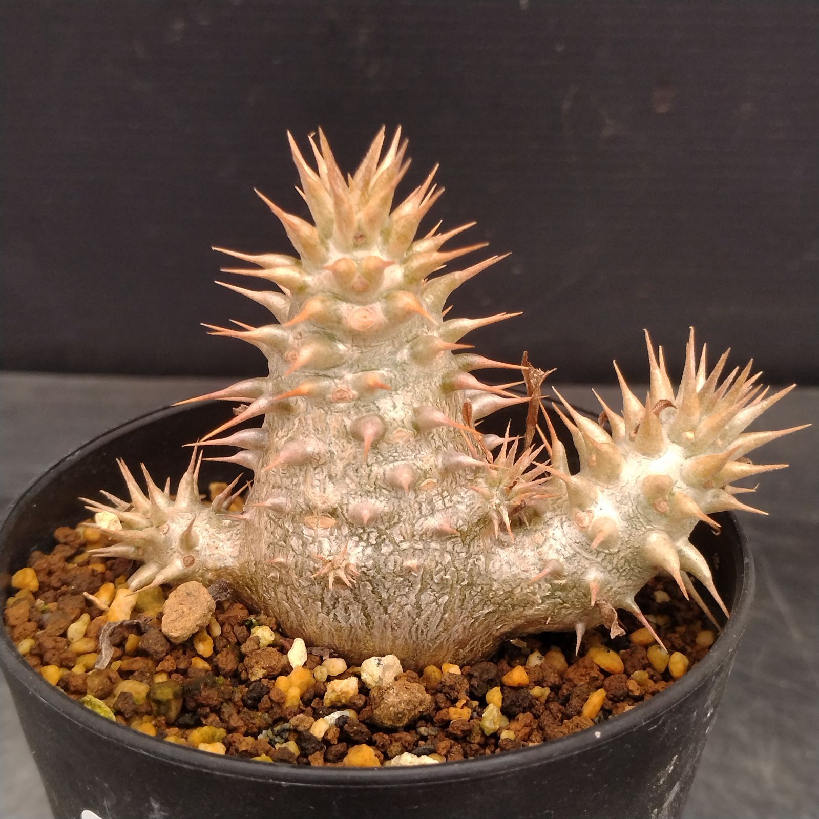 パキポディウム　グラキリス　変態株　ユニコーン L032【自社養生株】パキポディウム グラキリス×ホロンベンセ（実生