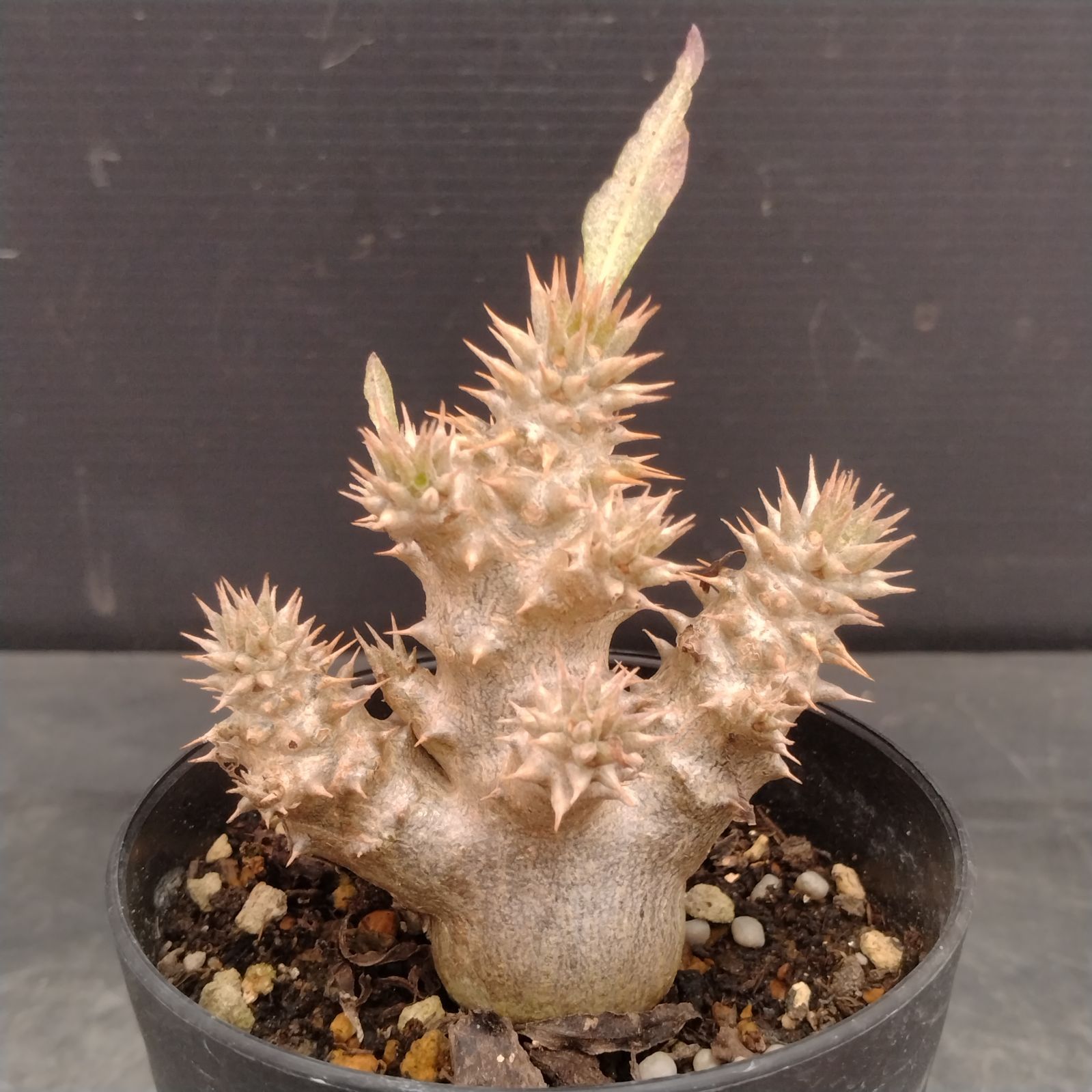 L033【自社養生株】パキポディウム グラキリス×ホロンベンセ（実生