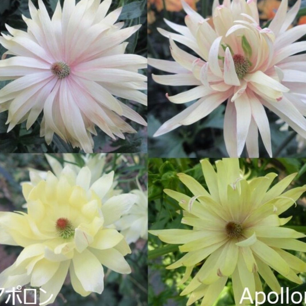 ラナンキュラスラックス ☆ アポロン - メルカリ