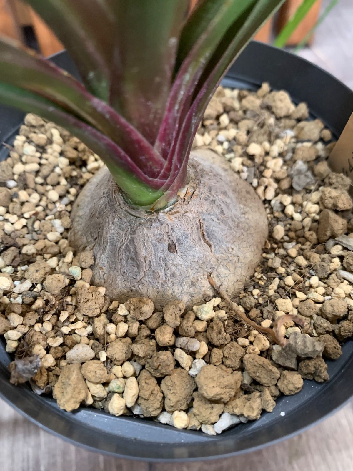 ボーカルネアグラキリス 鉢ごと 3.5号鉢 塊根植物 コーデックス 観葉