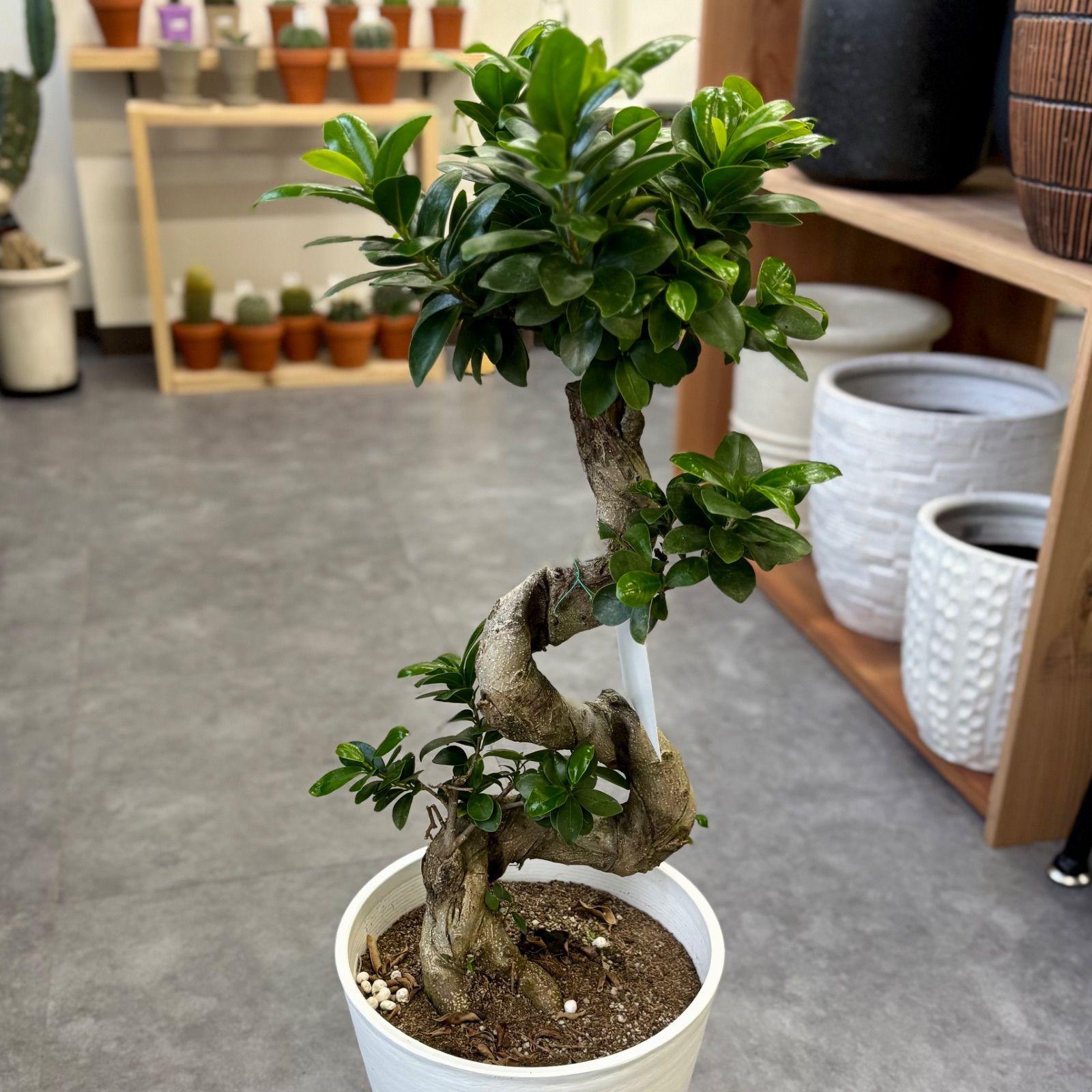 ガジュマル 8号 曲がり 昇り龍 昇り竜 お祝い 観葉植物 風水 幸運