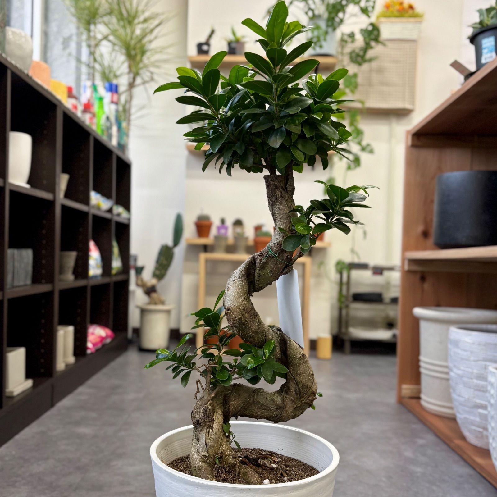 ガジュマル 8号 曲がり 昇り龍 昇り竜 お祝い 観葉植物 風水 幸運