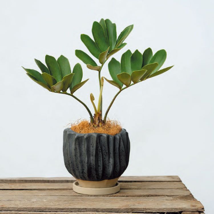ユーフォルビア　3.5号ポット6種セット　鉢のままメルカリ便 新品 植木鉢 おしゃれ 陶器鉢 ヴァル ポット GP125-150 5号(15cm) 鉢底