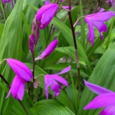 シラン 紫蘭 2株 開花見込芽株 第四種郵便で送ります！ - メルカリ