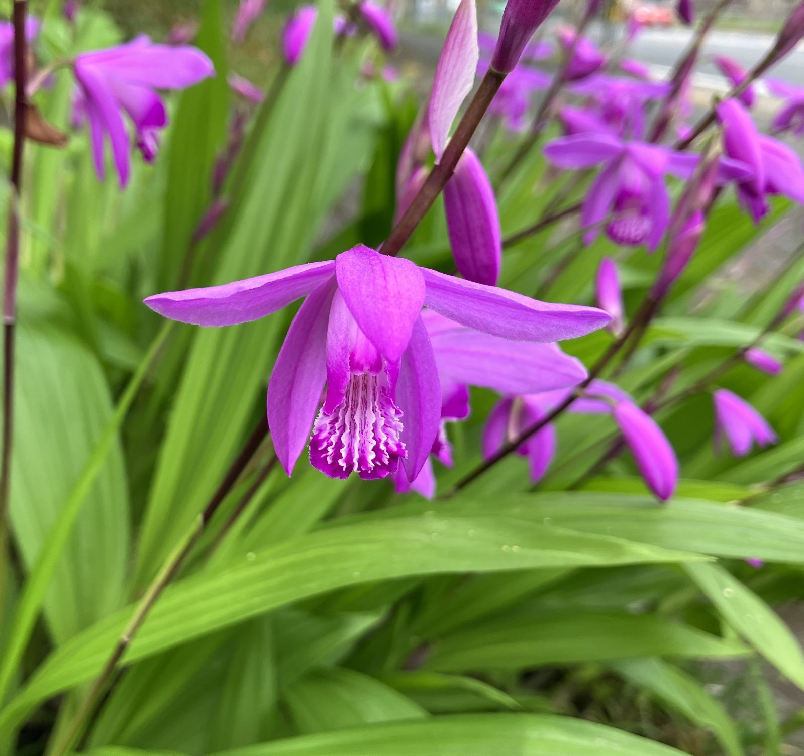 シラン 紫蘭 2株 開花見込芽株 第四種郵便で送ります！ - メルカリ