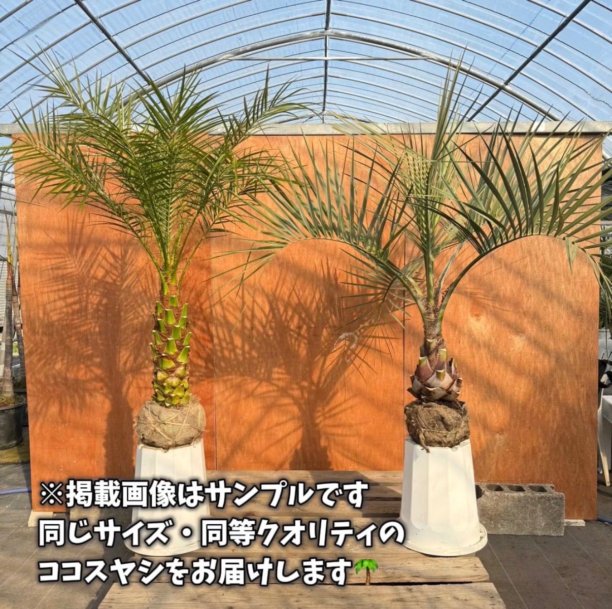 ?最強リゾートセット? フェニックス・ロベレニー × ココスヤシ 