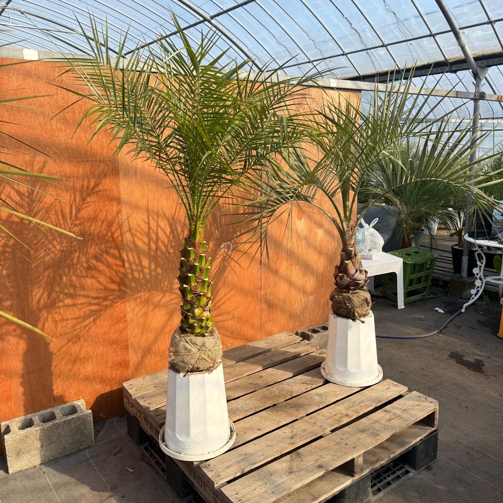 🌴最強リゾートセット🌴 フェニックス・ロベレニー × ココスヤシ 