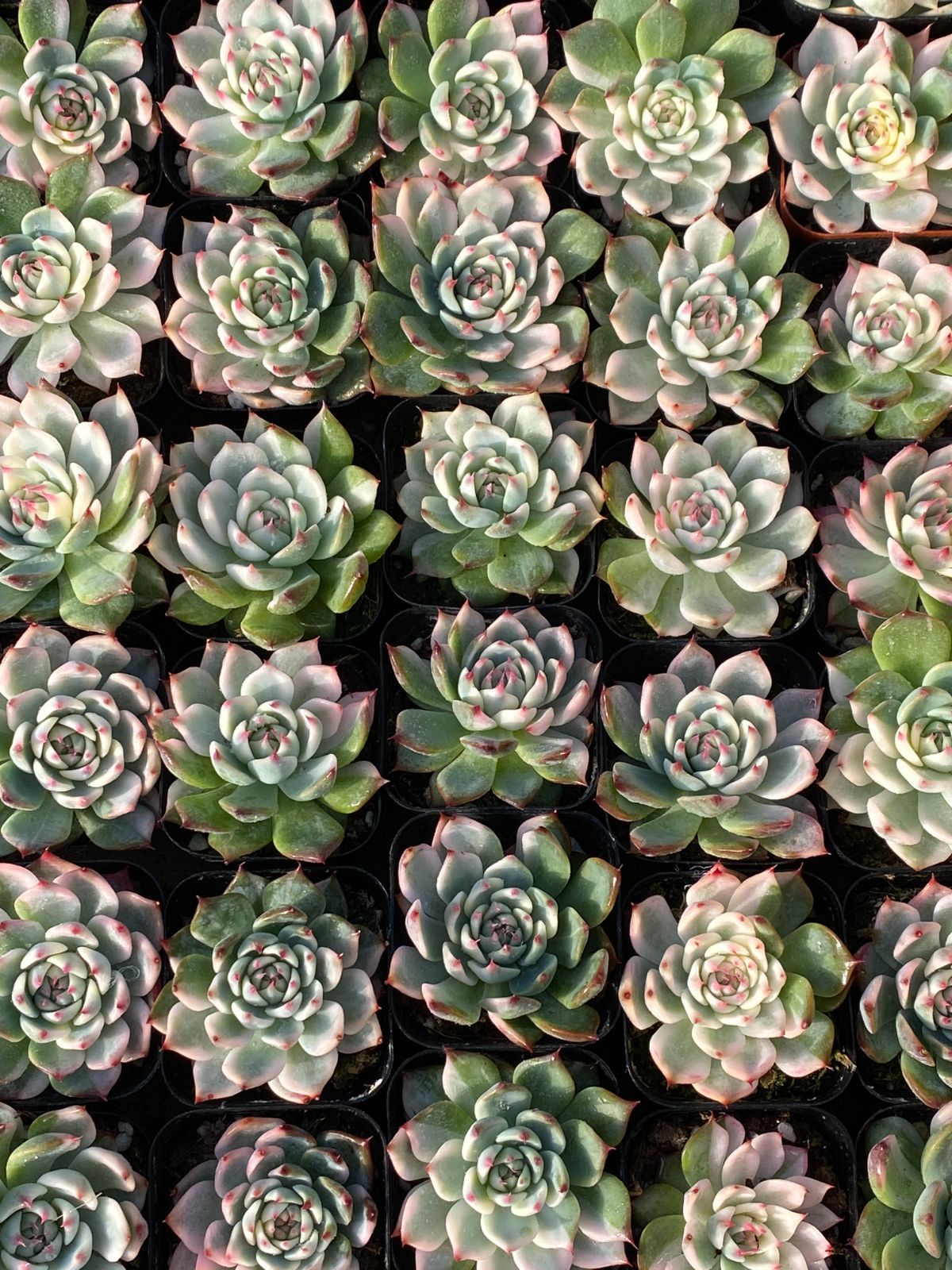 12株の抜き苗セット】チワワ錦 多肉植物 佐川急便発送 エケベリア 韓国