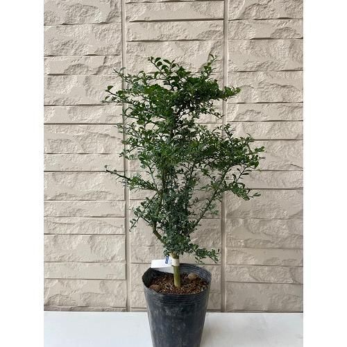 ①*:ஐ粒々食感！*:ஐ接木・フィンガーライム・苗木【リトルルビー】苗・５号 ①*:ஐ粒々食感！*:ஐ接木・フィンガーライム・苗木【リトルルビー】苗・5