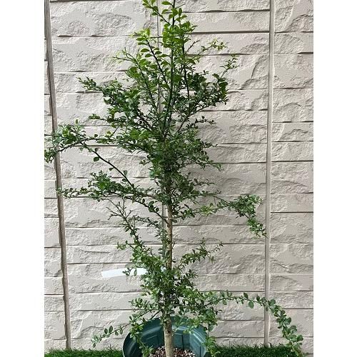 フィンガーライム リトルルビー 5号接木苗 - メルカリ