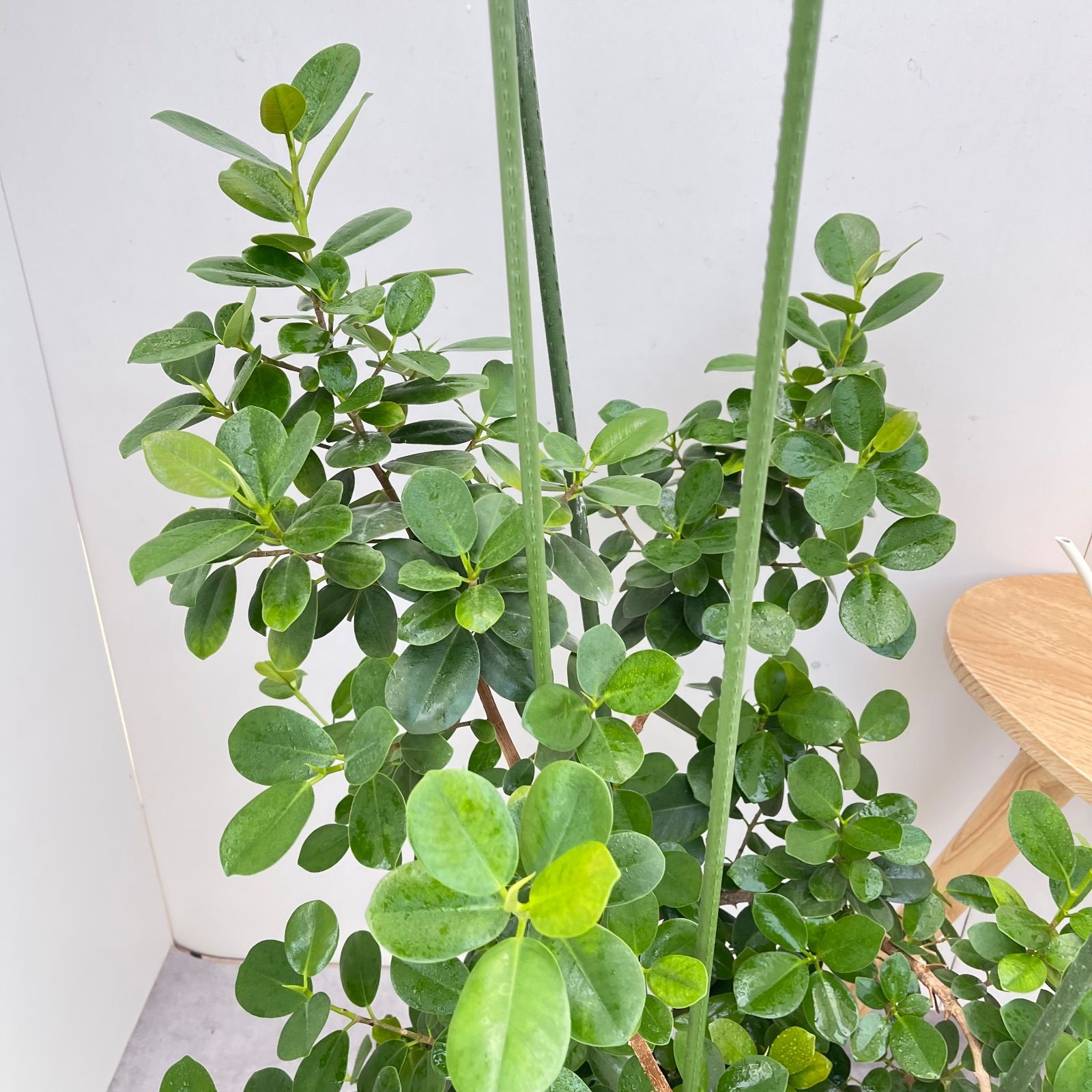 パンダガジュマル 6【現品】☆希少☆ 観葉植物 大型 - メルカリ