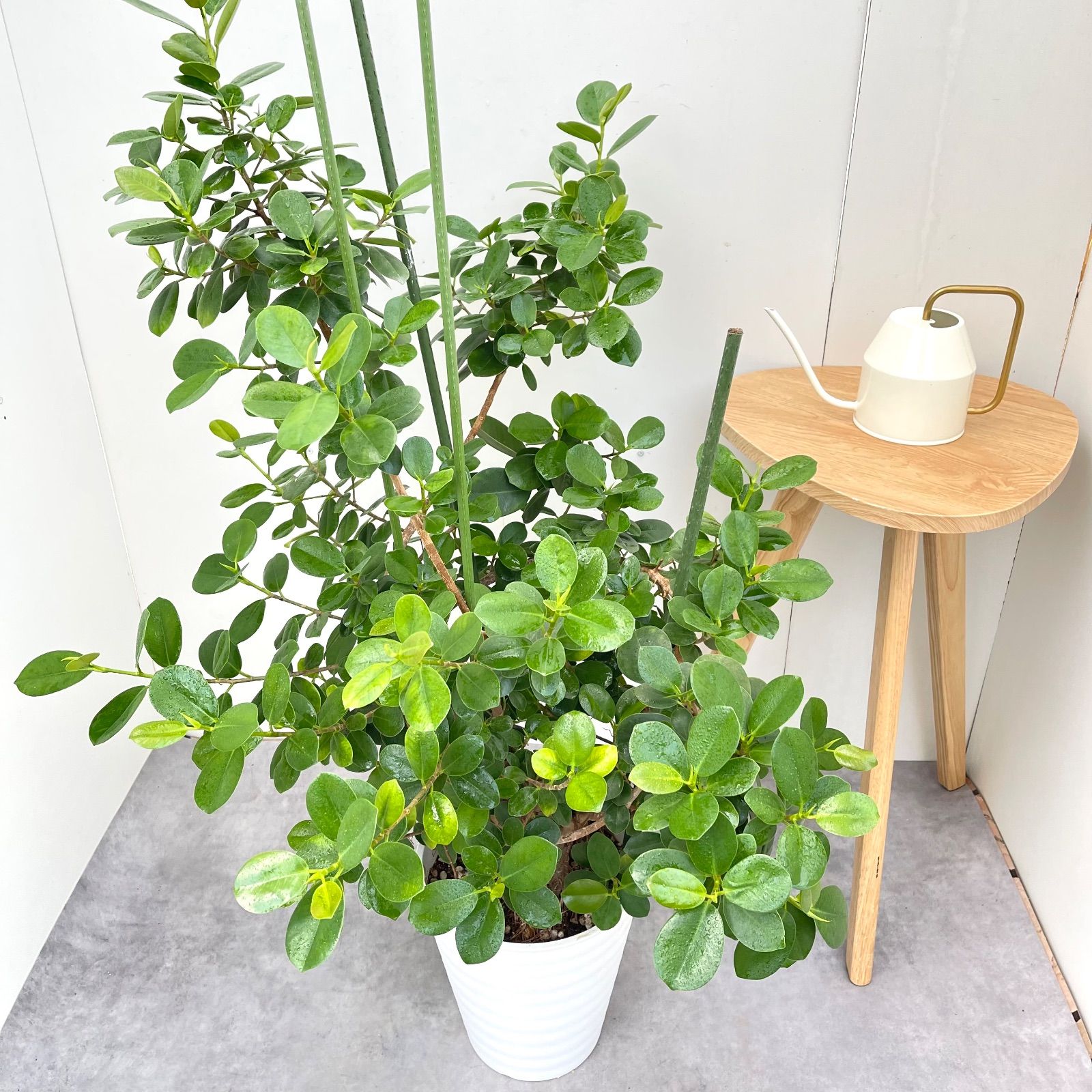 パンダガジュマル 6【現品】☆希少☆ 観葉植物 大型 - メルカリ