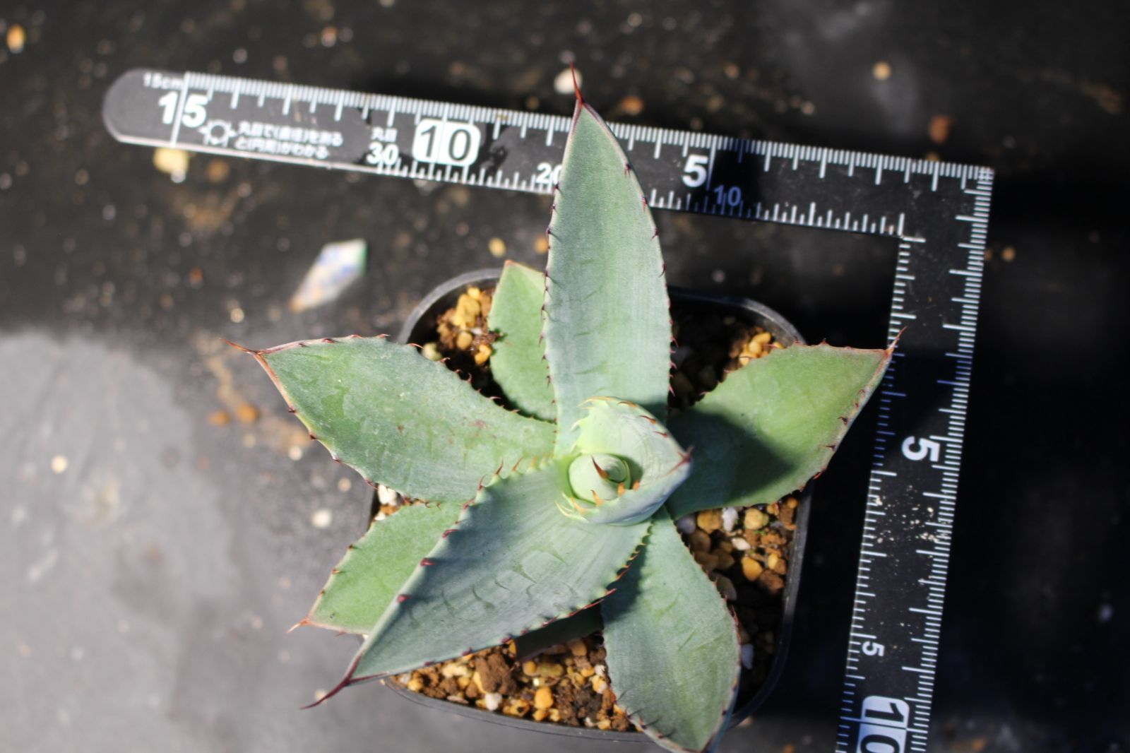 アガベ パリートランカータ 44 - メルカリ