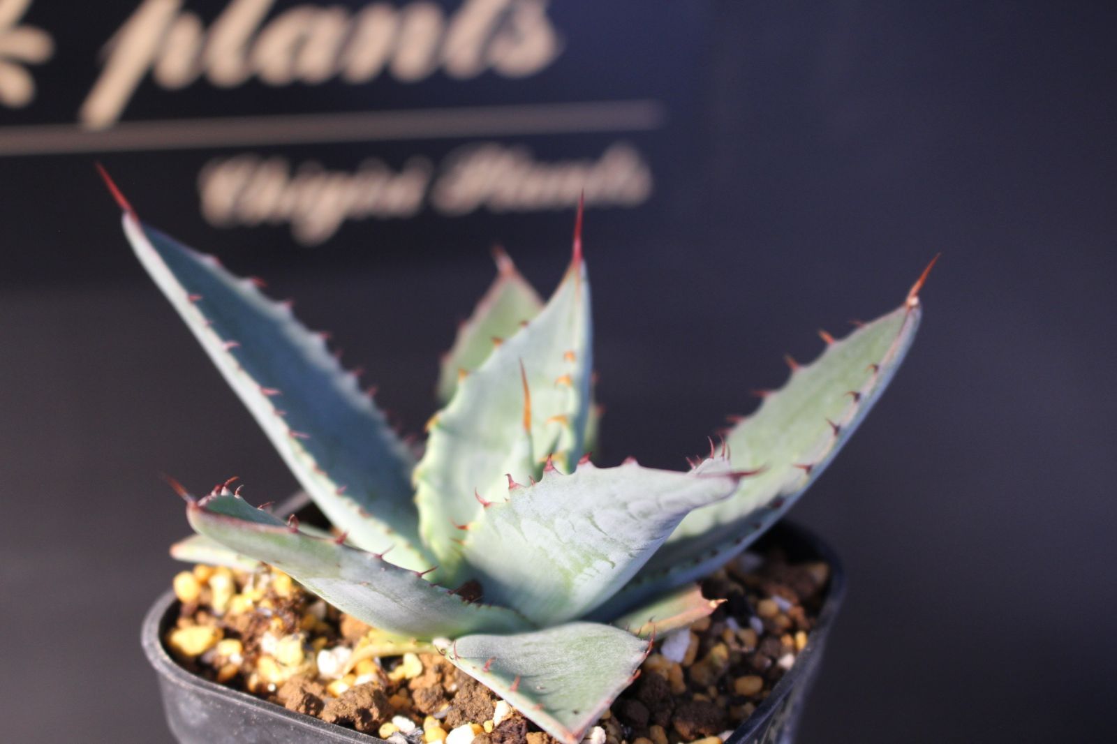 アガベ パリートランカータ 44 - メルカリ