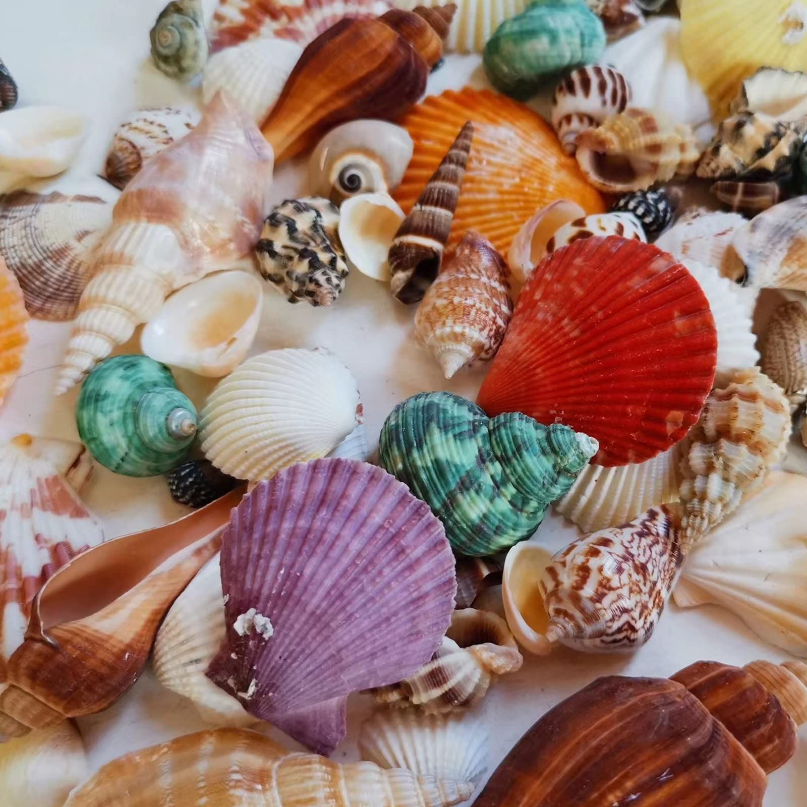 siawadeky カラフル 貝殻 500g アソート セット 天然素材 ミックス