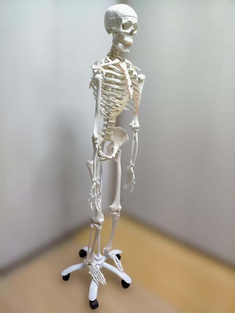 【送料無料】美品 3B Scientific 等身大 骨格模型 スタンド付 送料無料】3B Scientific 骨格模型 等身大 スタンド付き 医療模型 解剖