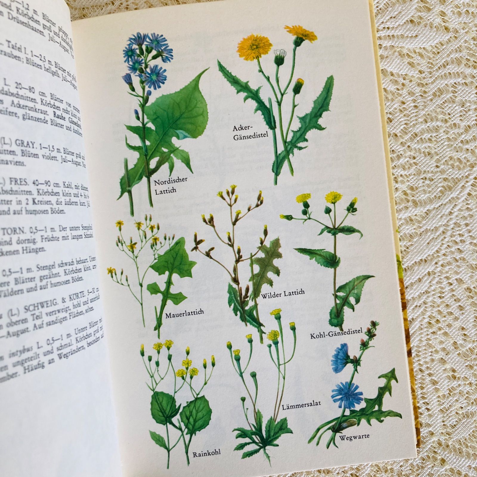 本 希少なヴィンテージ植物図鑑2巻セット 繊細で美しい植物画300点