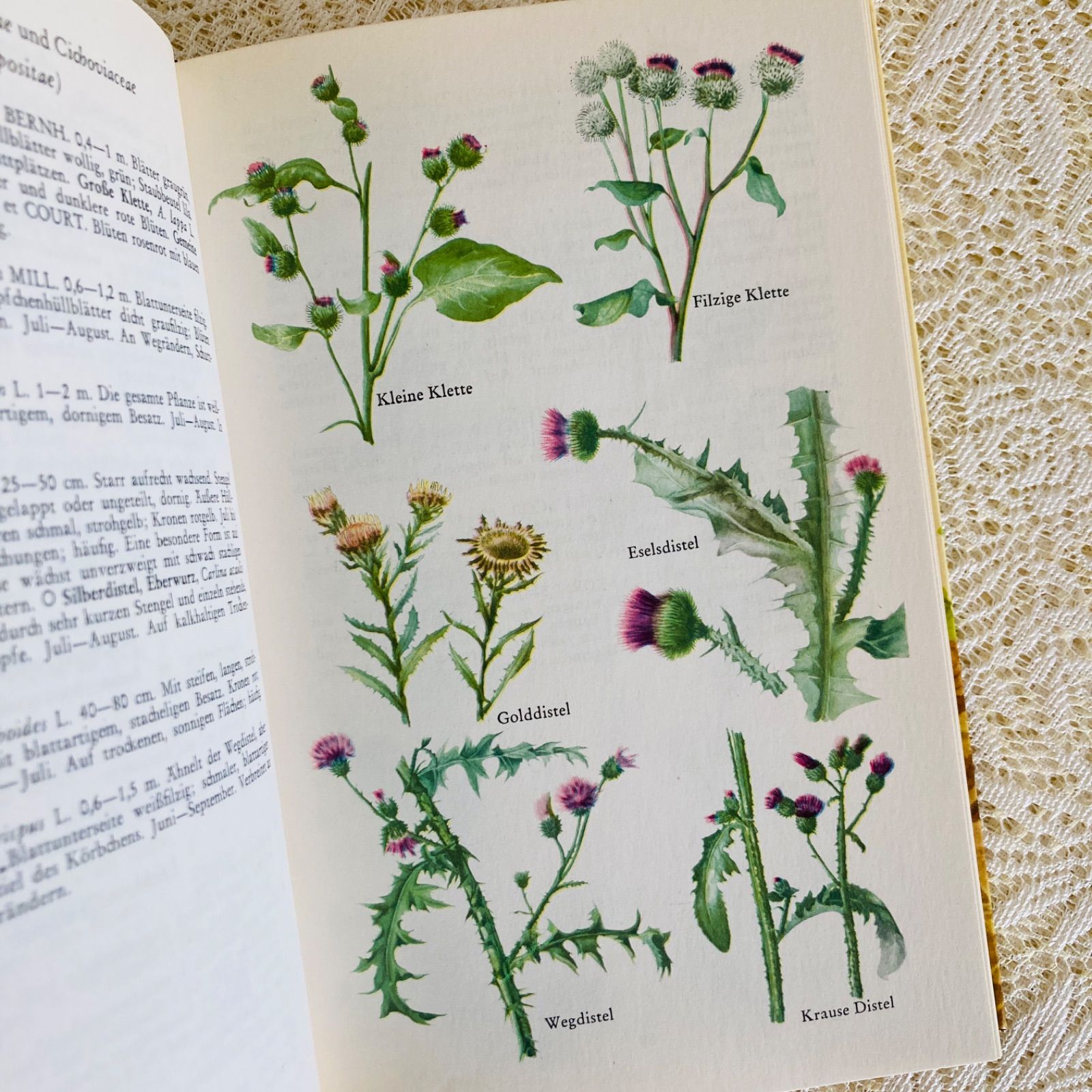 洋書　古書　フランスの植物図鑑　淡くやさしい水彩画♡　野の花　ハーブ 洋書 古書 フランスの植物図鑑 淡くやさしい水彩画♡ 野の花 ハーブ