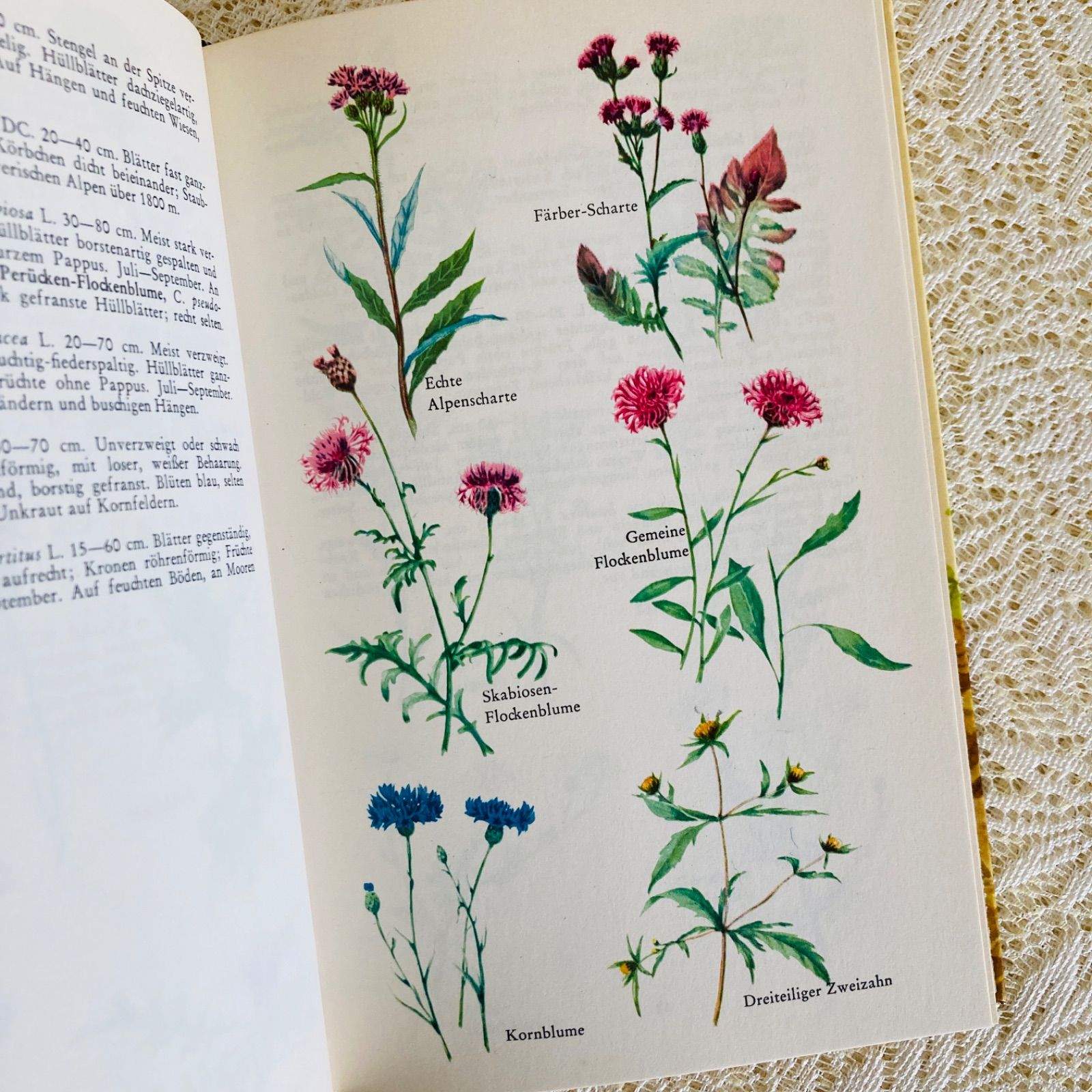 ナチュラルな雰囲気の植物図鑑 900種の野の花収録 インテリア洋書