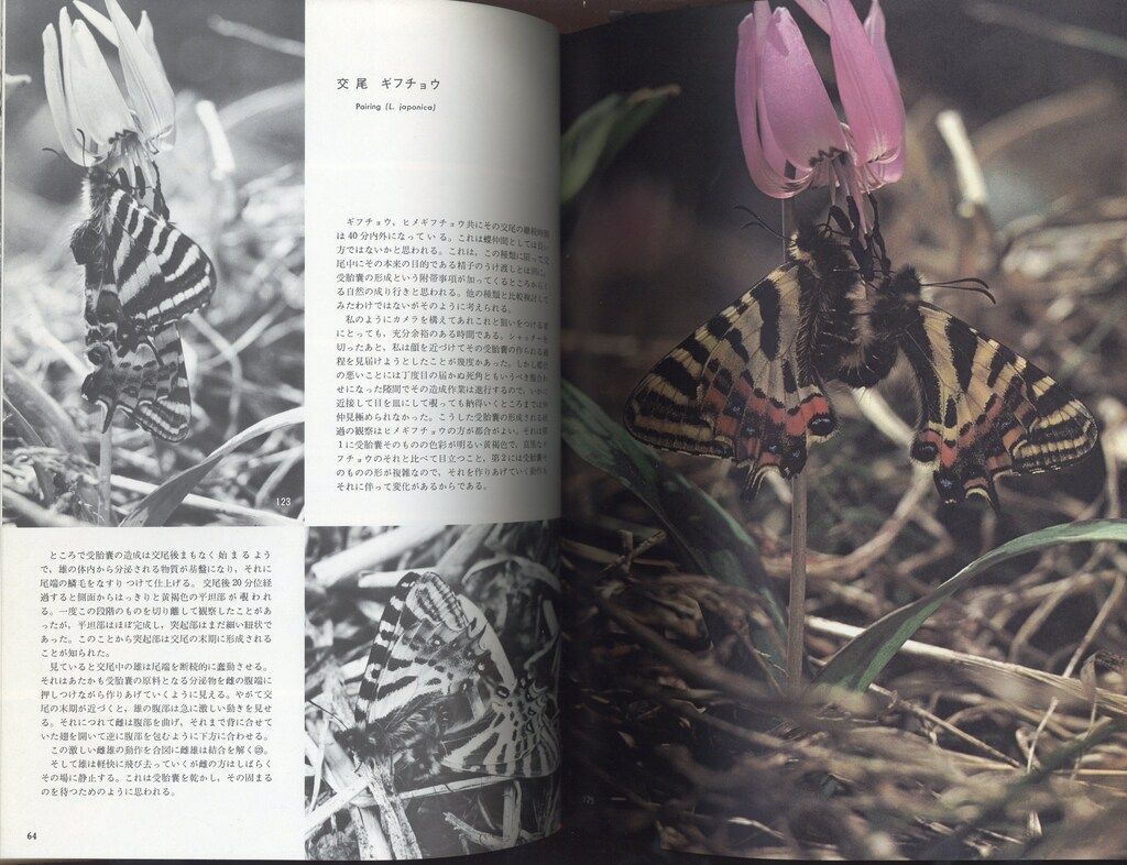 サイン入り 田淵行男 生態写真ギフチョウ・ヒメギフチョウ 函入 - メルカリ