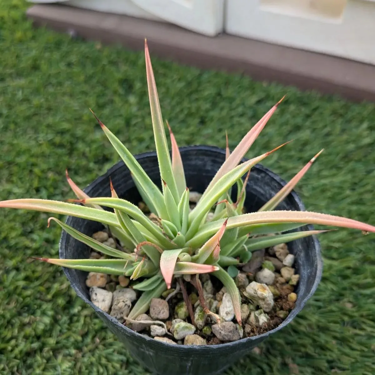 2026年最新】アガベ吹上の人気アイテム - メルカリ