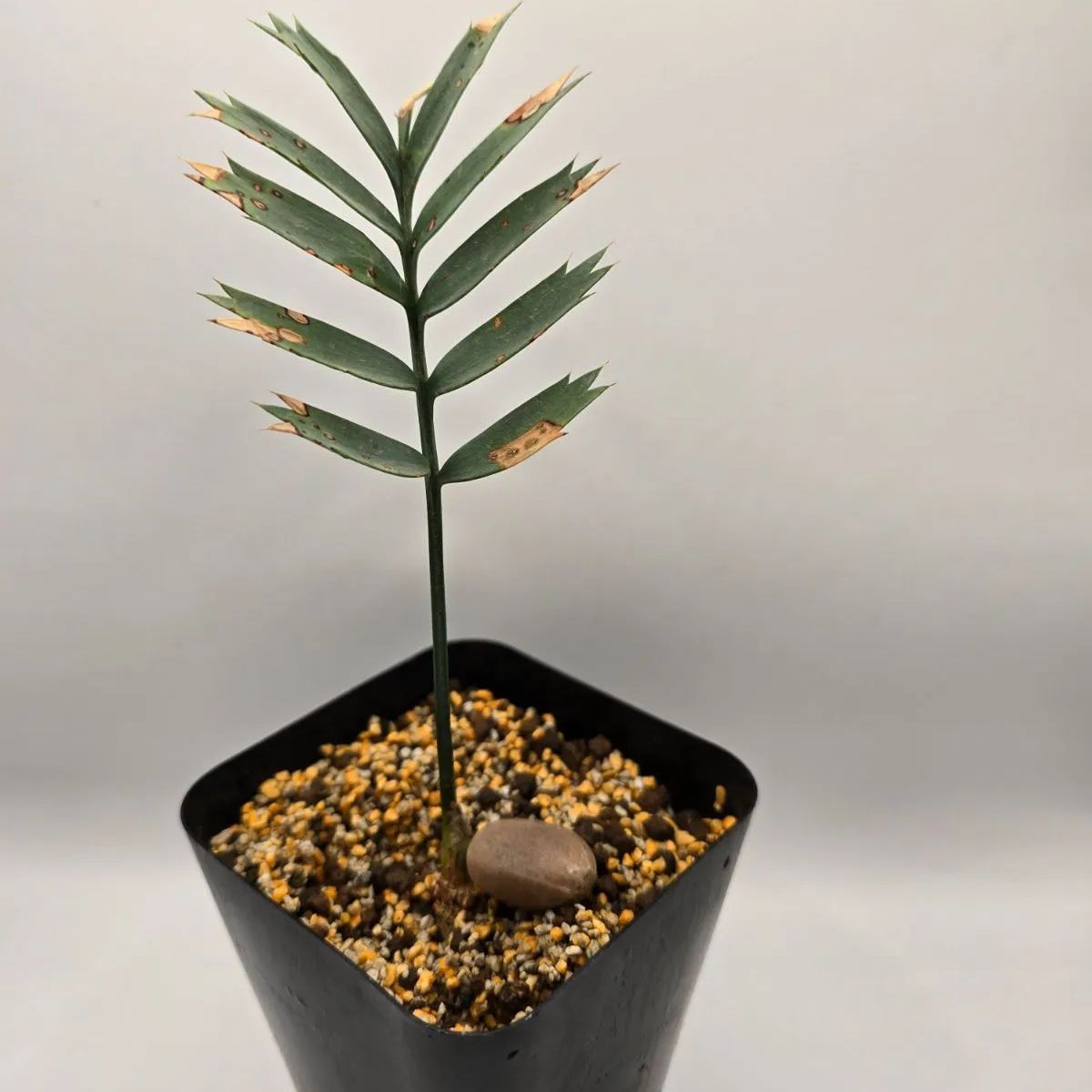 エンセファラルトス ホリダス ドワーフリーフ！実生！鉢上16cm !塊茎
