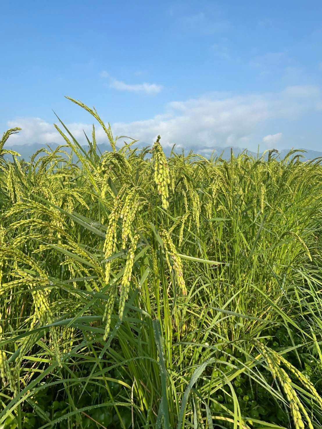 自然栽培米4品種食べ比べ4kg 玄米 R7年産 亀の尾等 - メルカリ